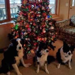 Border Collie All Grown Up from Wall's Border Collies