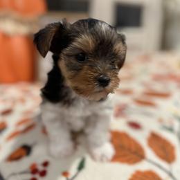 Yorkshire Terrier puppies from VA Exclusive Yorkies