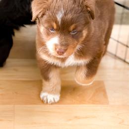 Chai - Red tri-color female Australian Shepherd puppy in Coldwater, Michigan from Northern Star Australian Shepherds