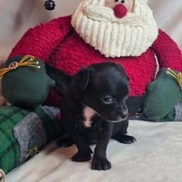 Fern - Black and white male Chihuahua puppy in Plainfield, Indiana from Abby's Pampered Pooches