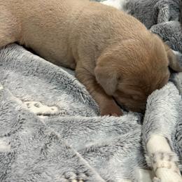 Chocolate fawn - Chocolate male Great Dane puppy in Greenville, South Carolina from Allen’s Ridge Ranch