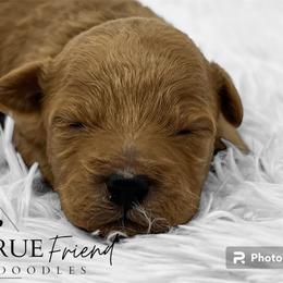 Goldendoodle Puppies from True Friend Doodles