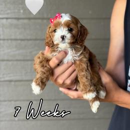 Molly - Red female Cavapoo puppy in Runaway Bay, Texas from Green Ranch Doodles