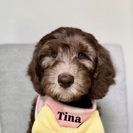 Tina - Chocolate female Australian Labradoodle puppy in Arden, North Carolina from Kismet Labradoodles
