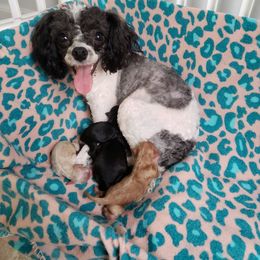 Poodle All Grown Up from M & M Poodles