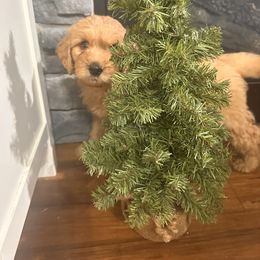 Brownie - Chocolate male Goldendoodle puppy in Louisburg, North Carolina from Lakes Golden Doodles