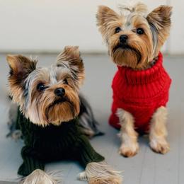Yorkshire Terriers from RomanYork
