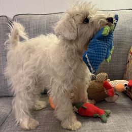 Girl 2 - female Miniature Schnauzer puppy in Hamden, Connecticut from Sweet and Spicy Miniature Schnauzers
