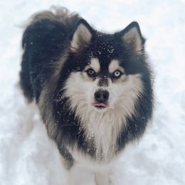 Taytem - Pomsky