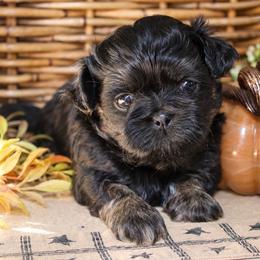 Pierre - Black and white male Shichon puppy in Pennsylvania from Manor Hills Shih Tzus