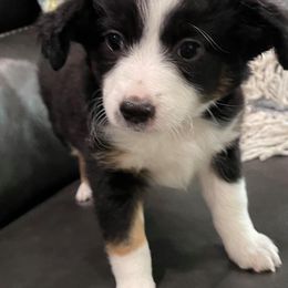 Miniature Australian Shepherds and Toy Australian Shepherds from Leary’s Little Aussies