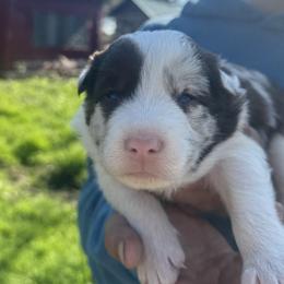 Zoomer - Red merle male Border Collie puppy in Richfield, Ohio from Stone Garden Border Collies