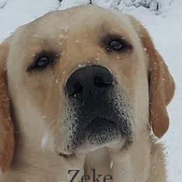 Zeke - Labrador Retriever