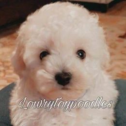 Poodle Puppies from Lowry Toy Poodles