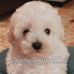 Poodle Puppies from Lowry Toy Poodles