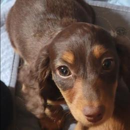 Nova Bright Star - Chocolate and tan female Dachshund puppy in Terlton, Oklahoma from CLARK'S BREEDING PROGRAM