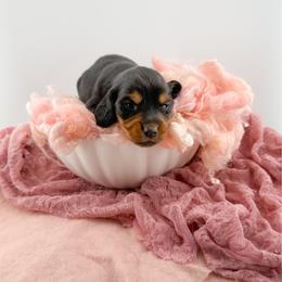 Cheyenne AKC - Black and tan female Dachshund puppy in Erick, Oklahoma from 4-L Backyard Dach