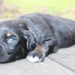 Stitch - Black tri-color male Australian Shepherd puppy in Macon, Georgia from Shaina’s Shepherds