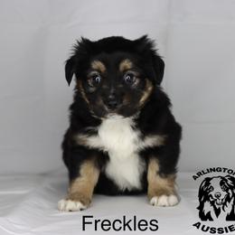 Freckles - Black tri Miniature Australian Shepherd puppy in Largo, Florida from Arlington's Aussies