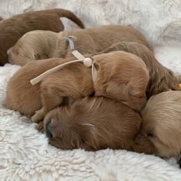 Goldendoodle Puppies from Our Golden Willow