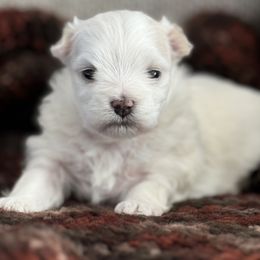 Maltese Puppies from Fancy Pants Maltese