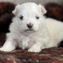 Maltese Puppies from Fancy Pants Maltese
