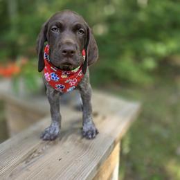 German Shorthaired Pointer Puppies from Bee Stepien