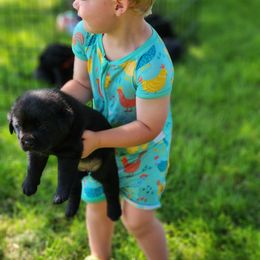 Labrador Retriever Puppies from Shooting Star Labs