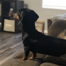 Izzy - Dachshund