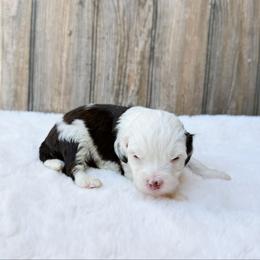 Rally - Tri-color male Bernedoodle puppy in Wamego, Kansas from Doodles of Oz