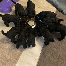 Poodle Puppies from Turkhaven