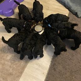 Poodle Puppies from Turkhaven