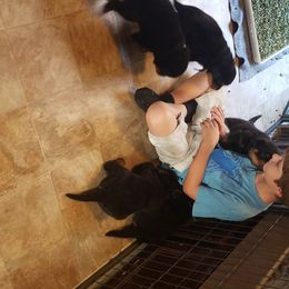 Rottweiler Puppies from Gottlïchen Rottweilers