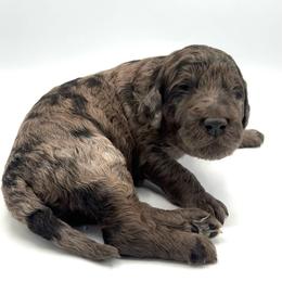 Satyr - Merle male Goldendoodle puppy in Mount Pleasant, Tennessee from Doodle My Heart