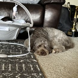 Hero - Goldendoodle