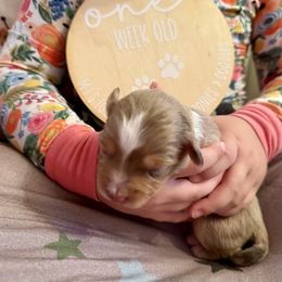 Voddie - Sable merle and white male Shetland Sheepdog puppy in Livonia, Michigan from M7’s Shelties, Toonies & AussieDoodles
