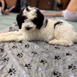 Banshee - Black and white male Bernedoodle puppy in Williamston, South Carolina from Sassy Bob’s Dogs