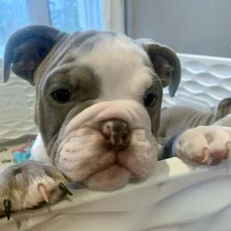 Bulldog Puppies from Ropes n' Wrinkles English Bulldogs