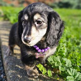 Zen - Black and cream female Dachshund puppy in Grants Pass, Oregon from Treasure Dachshunds