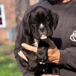 Beast - Brindle male Boxer puppy in Taft, Tennessee from Hillbillie Boxers
