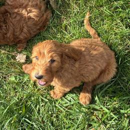 Penny - Caramel red female Labradoodle puppy in Montrose, Colorado from Ithilien Labradoodles