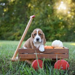 Basset Hound Puppies from K&B Farms & Bassets