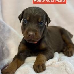 Orange Collar - Red and rust male Doberman Pinscher puppy in Lake City, Florida from Paintedcrazy Doberman Pinchers