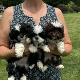 Black female 2 - Black and white female Shih Tzu puppy in Newark, Ohio from Gemini Kennels