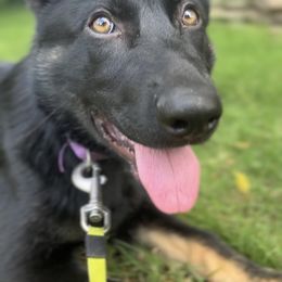 German Shepherd Puppies from Paws Of Germany