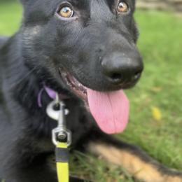 German Shepherd Puppies from Paws Of Germany