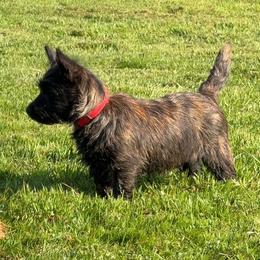 Cairn Terrier puppies from West Coast Cairn Terriers