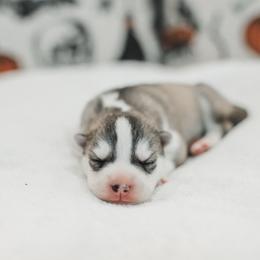 Nyx - Gray and white female Siberian Husky puppy in Front Royal, Virginia from North River Siberians