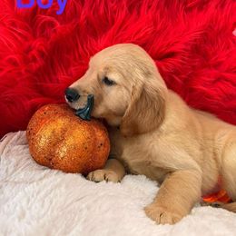 Golden Retriever Puppies from American True Golden retriever