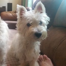 Sophie - West Highland White Terrier